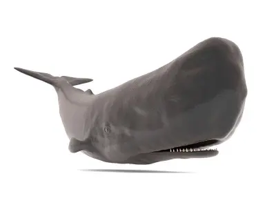 Sperm Whale 3D model