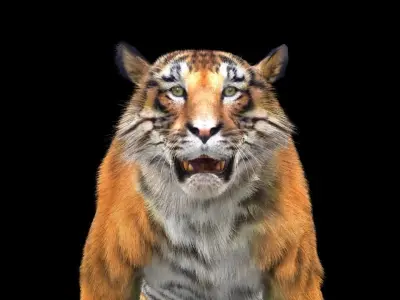 Tiger rigging For 3Dmax 3D model