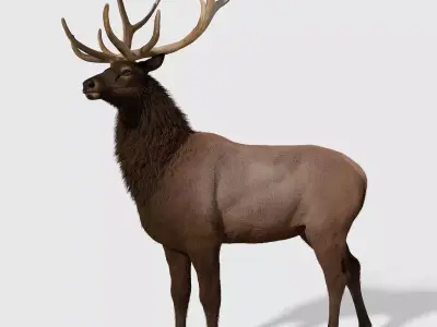 Realistic elk with antlers 3D model