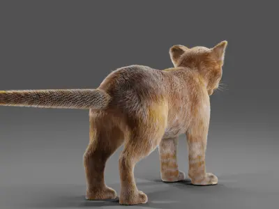 Fur Baby Lion NO Rigged in Blender  Low-poly 3D model