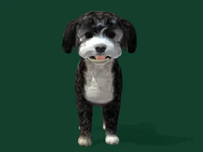 Havanese Dog Breed  Marvin 3D model