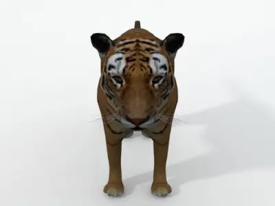 Tiger Low-poly 3D model 4
