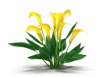Calla Lily yellow 3D model