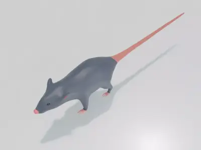 The  little Rat 3D model