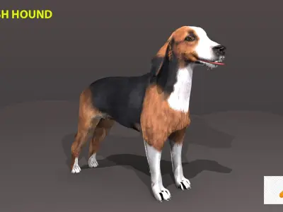 FINNISH HOUND 3D model