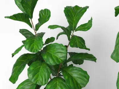 Fiddle leaf fig tree 3D model