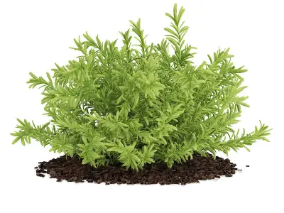 Thin Leaves Sedum Plant Sedum album 3D model