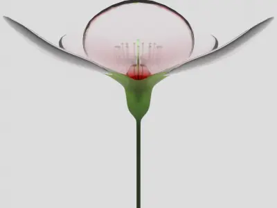 Glass Cherry Blossom 3D model