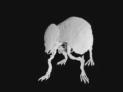 Armadillo skeleton 3D model