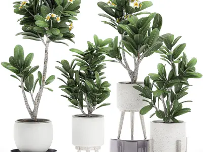 Decorative plumeria trees for the interior in white pots 558 3D model