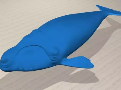 Northern Right Whale - Eubalaena Glacialis - Adult Male -  3D model