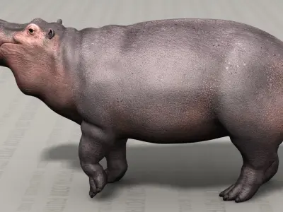 Hippo - Hippopotamus Amphibius - Adult Male - Pose 1 - Textured 3D model