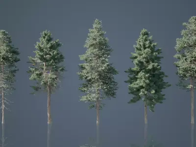 Tall Conifer Trees Low-poly 3D model