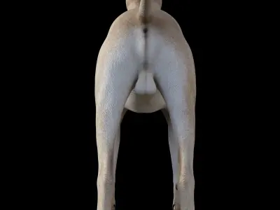 GreatDean - Dog 3D model