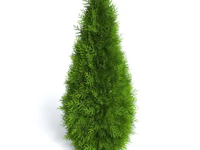 Thuja Shrub V 3D model