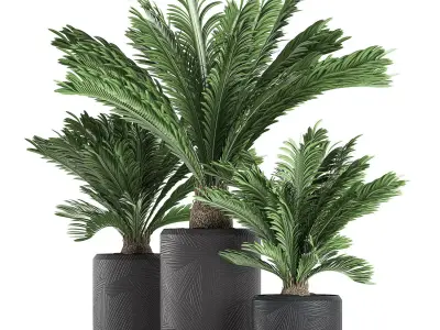 Decorative Cycas palm in a black flowerpot 624 3D model