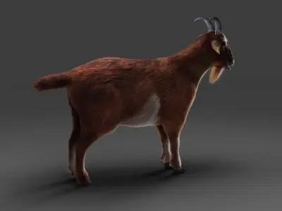 Fur Goat 04 NO Rigged in Blender  Low-poly 3D model
