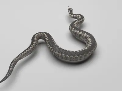 Snake 3D model