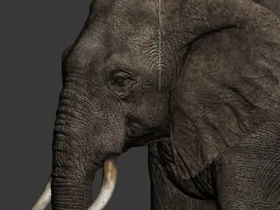 Elephant Rig -Maya- Max Low-poly 3D model