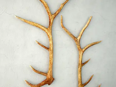 Monumental Unmounted Elk Antlers 3D model