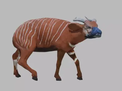 Female Bongo Antelope Realistic 3D model