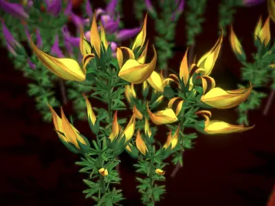 Flower Lotus Berthelotii Low-poly 3D model