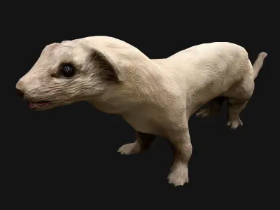 Weasel Ermine Low-poly 3D model