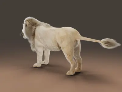 3D Fur White NO Lion Rigged Low-poly 3D model