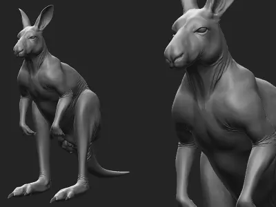 Kangaroo male 3D model