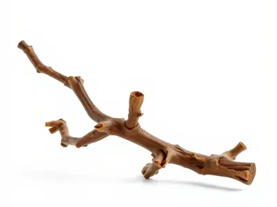 Realistic Fallen Tree Branch Model Pack Low-poly 3D model