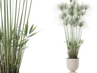 Cyperus nofretete in modern flower pot 3D model