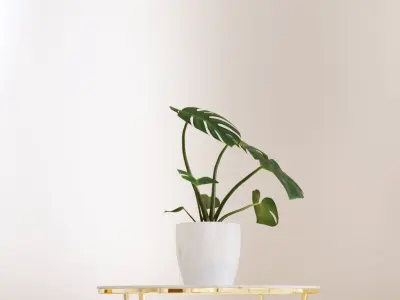 Exotic monstera plant in white pot 3D model
