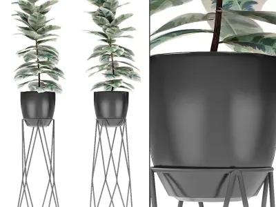 Plant in Pot Flowerpot Exotic Plant 3D model 15