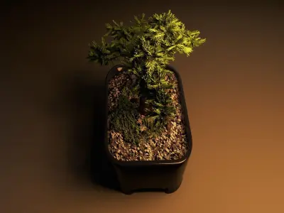 Bonsai tree in pot Free 3D model