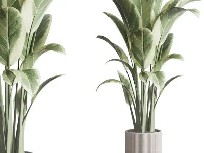 ficus elastica pot Indoor outdoor plant 296 concrete dirt vase Low-poly 3D model