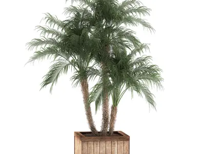 Decorative Phoenix roebelenii palm in a street flowerpot 621 3D model