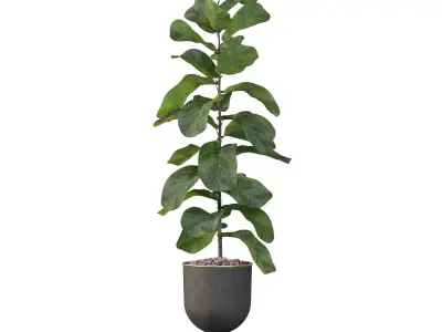 Ficus Lyrata in black pot 3D model