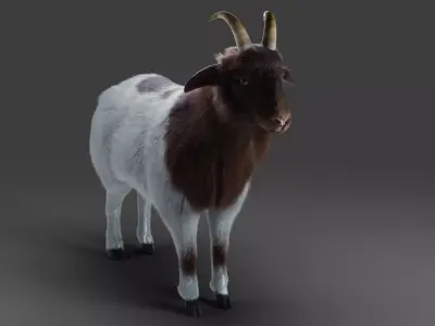 Fur Goat 03 NO Rigged in Blender Low-poly 3D model