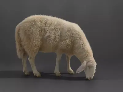 Adult Assaf Sheep02 With 4 Animations  VFX Grace 3D model
