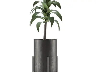 House Plant 22 3D model
