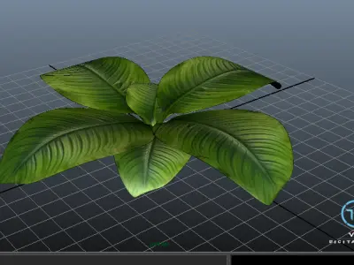Plant lolw poly Low-poly 3D model