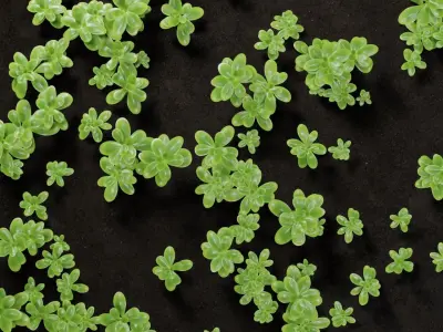Ground Plants sedum confusum clovers Free low-poly 3D model