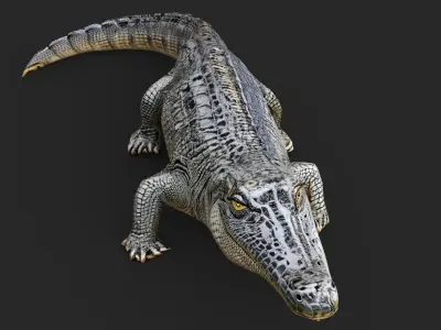 Crocodile Cartoon Low-poly 3D model