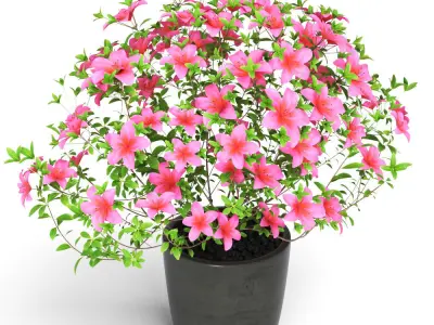 Azalea Plant 3D model
