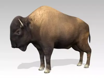 American Buffalo Animated Low-poly 3D model