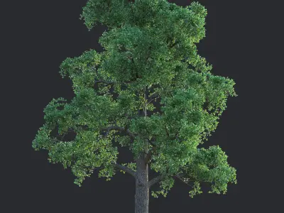 White Oak 01 3D model