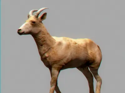 Mountain Goat 3D model