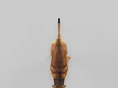 Belgian Tervuren Low Poly Dog Low-poly 3D model