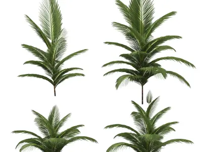 Palm trees - 4 models Low-poly 3D model