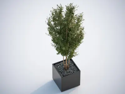 Tall tree in planter 3D model